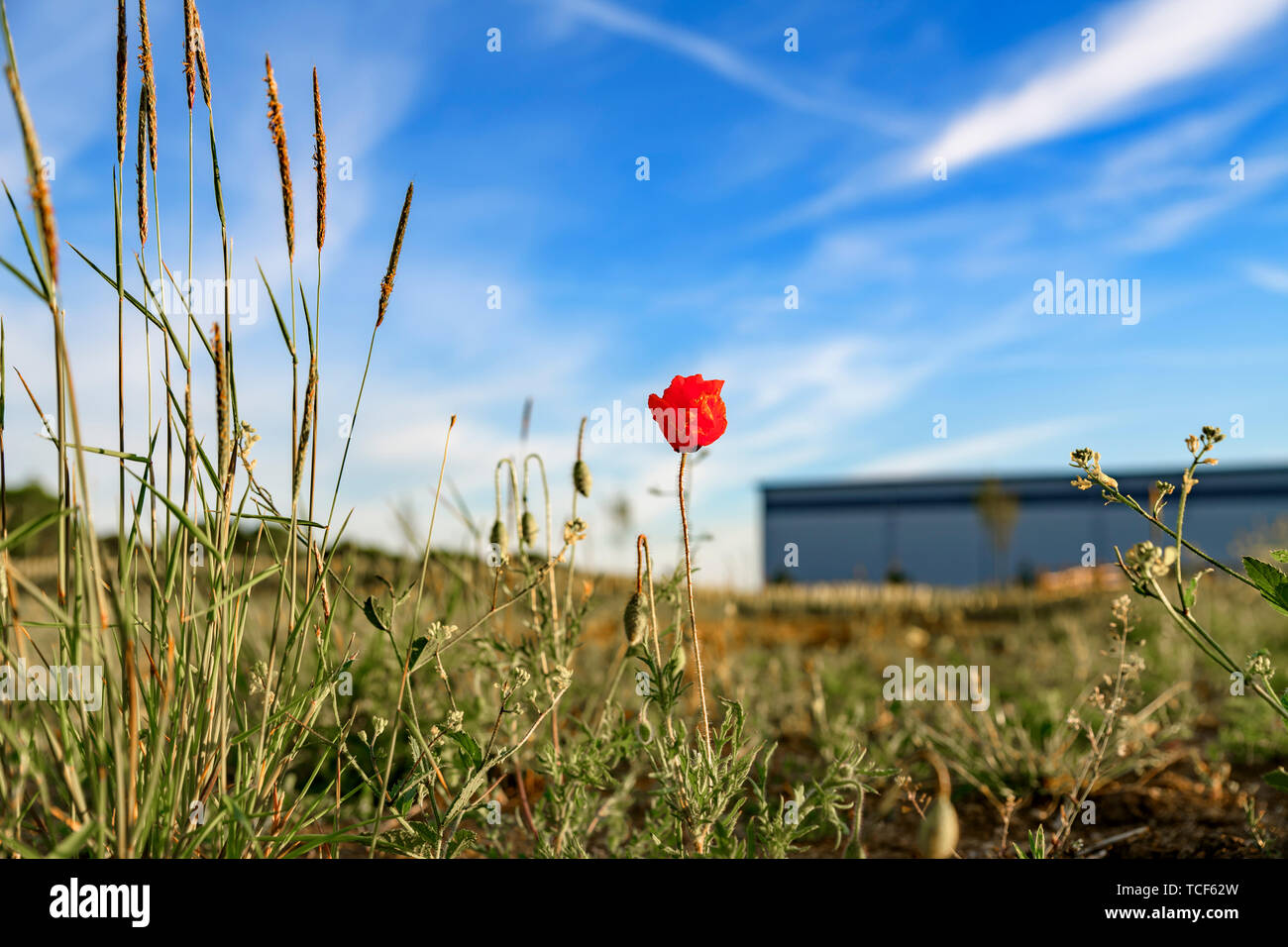 Pavot rouge sauvage poussant sur des terrains vagues à côté d'un nouvel entrepôt. Nature vs le développement. Nouveau développement / chantier. Banque D'Images
