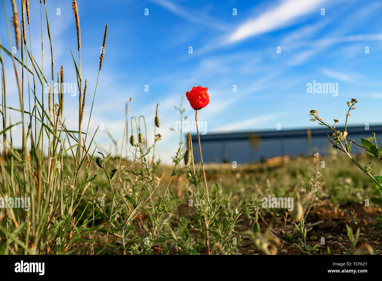 Pavot rouge sauvage poussant sur des terrains vagues à côté d'un nouvel entrepôt. Nature vs le développement. Nouveau développement / chantier. Banque D'Images