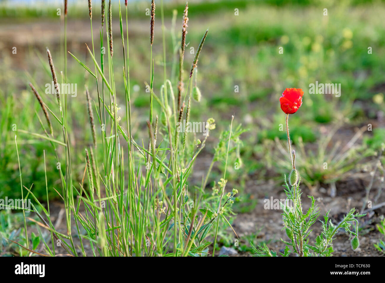 Pavot rouge sauvage poussant sur des terrains vagues à côté d'un nouvel entrepôt. Nature vs le développement. Nouveau développement / chantier. Banque D'Images