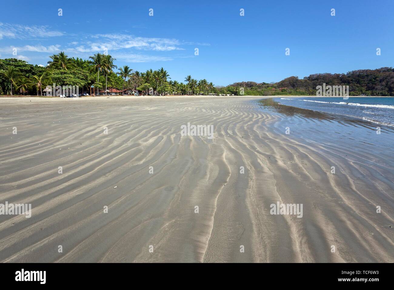Palmiers et plage de sable à marée basse à Samara, Playa Samara, Péninsule de Nicoya, Province de Guanacaste, Costa Rica, Amérique Centrale Banque D'Images