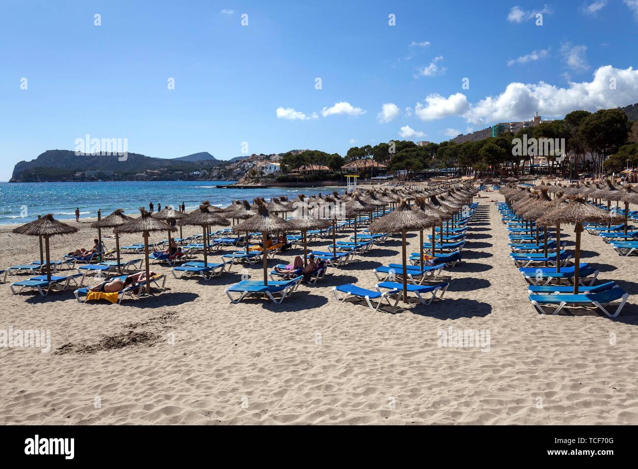 Plage Plage de sable Playa Tora avec parasols et transats, Peguera ou Paguera, Majorque, Îles Baléares, Espagne, Europe Banque D'Images