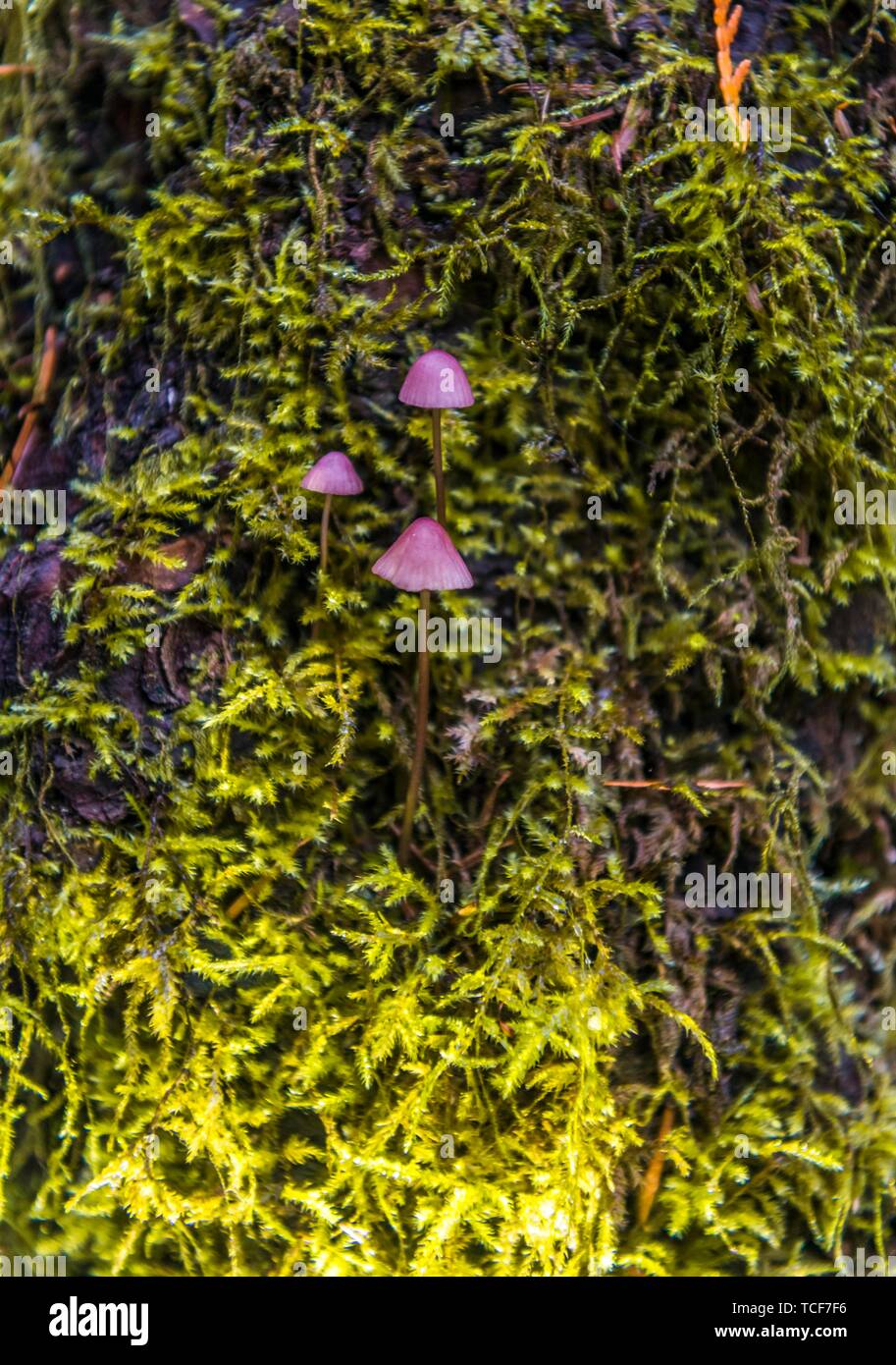 Petits Bonnets violet (Mycena) poussent sur mossed tronc d'arbre, forêt tropicale, Mt. Baker-Snoqualmie National Forest, North Carolina, USA, Amérique du Nord Banque D'Images