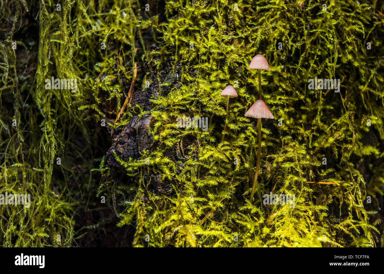 Petits Bonnets (Mycena) poussent sur mossed tronc d'arbre, forêt tropicale, Mt. Baker-Snoqualmie National Forest, North Carolina, USA, Amérique du Nord Banque D'Images