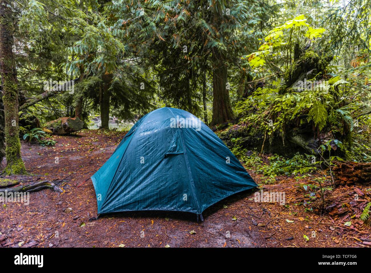 Tente humide au camping dans la forêt avec la pluie, Mt. Baker-Snoqualmie National Forest, North Carolina, USA, Amérique du Nord Banque D'Images