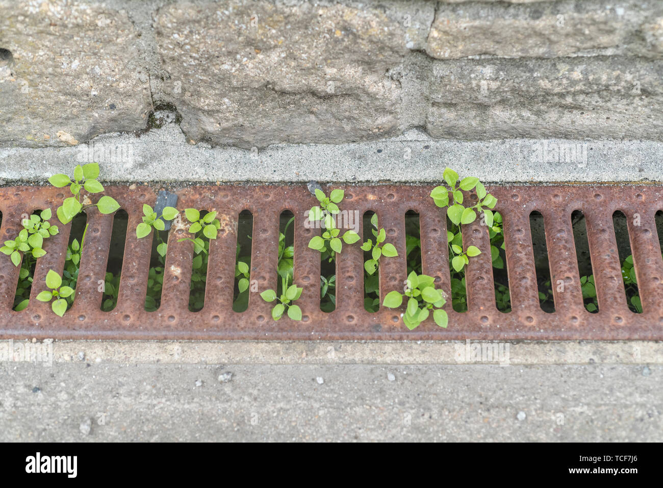 Le mouron / Stellaria media poussent à travers une grille de drainage. Mauvaise herbe commune pour les jardiniers, mais aussi comestibles comme nourriture La nourriture de survie. Banque D'Images