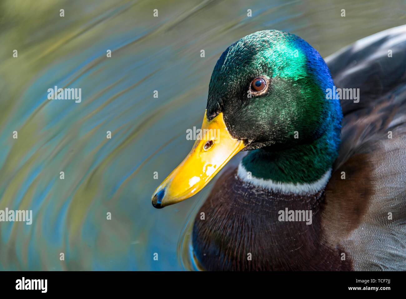 Homme mallard (Anas platyrhynchos) dans l'eau, animal portrait, la réserve nationale de faune, British Columbia, Canada, Amérique du Nord Banque D'Images