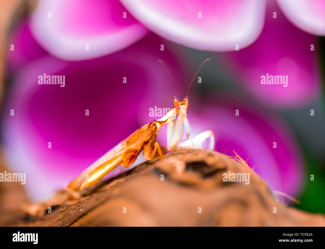 Le Mantis, nymphe de la African flower mantis (Pseudocreobotra wahlbergii), l'Afrique, l'occurrence en captivité Banque D'Images