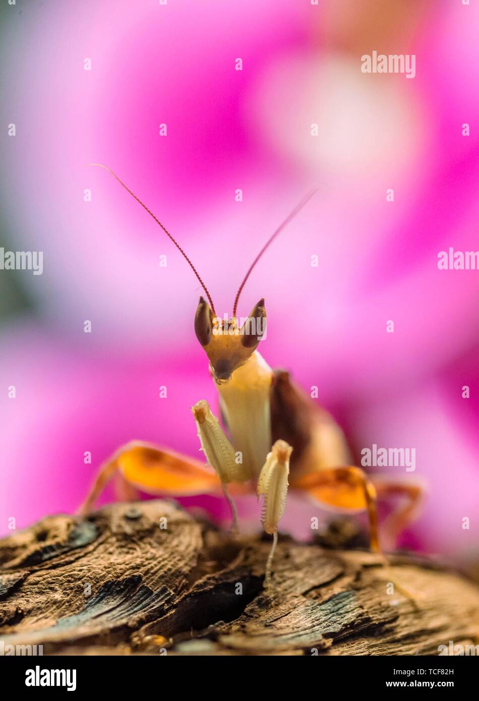Le Mantis, nymphe de la African flower mantis (Pseudocreobotra wahlbergii), l'Afrique, l'occurrence en captivité Banque D'Images