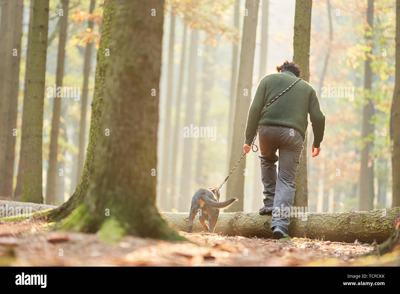 Hunter avec un faucon comme un chien de piste dans la forêt suit un sentier de sueur Banque D'Images