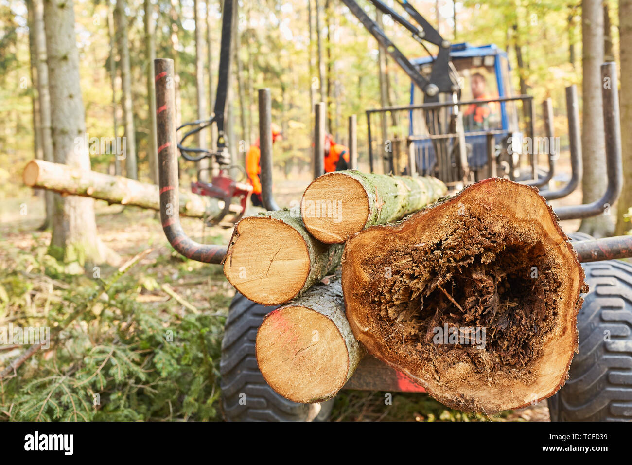 Transitaire avec grue transporte les arbres abattus lors de la connexion dans la forêt Banque D'Images