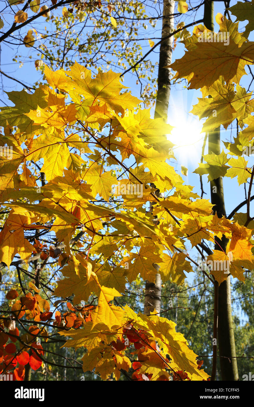 Branches de beaux arbres d'automne lumineux et de la lumière du soleil Banque D'Images