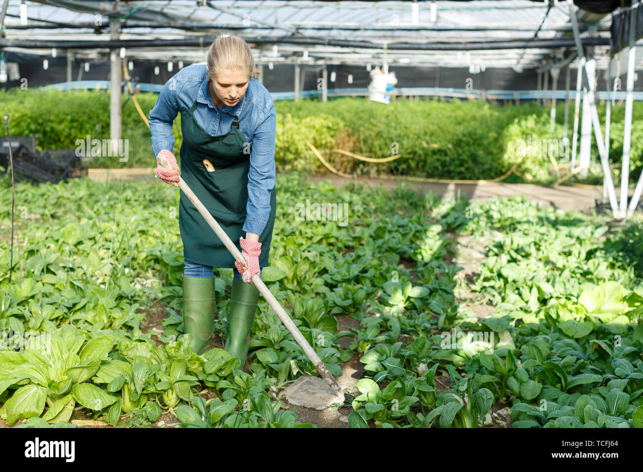 Femme expérimentée agriculteur jardinage en serre ensoleillée Banque D'Images