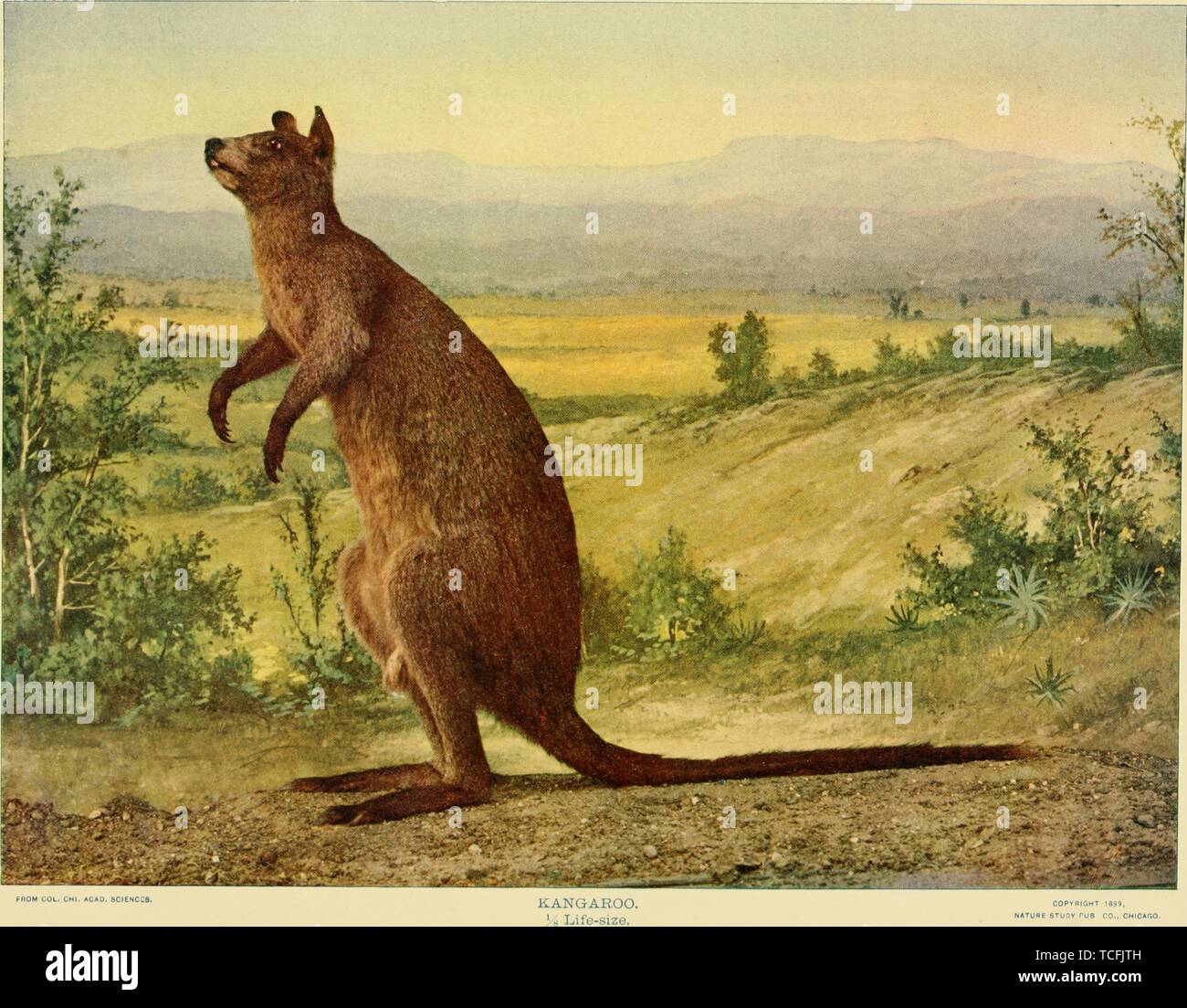 Dessin gravé du kangourou rouge (Macropus rufus), du livre "Les oiseaux et la nature" par A. W, 1900. M. Mumford. Avec la permission de Internet Archive. () Banque D'Images