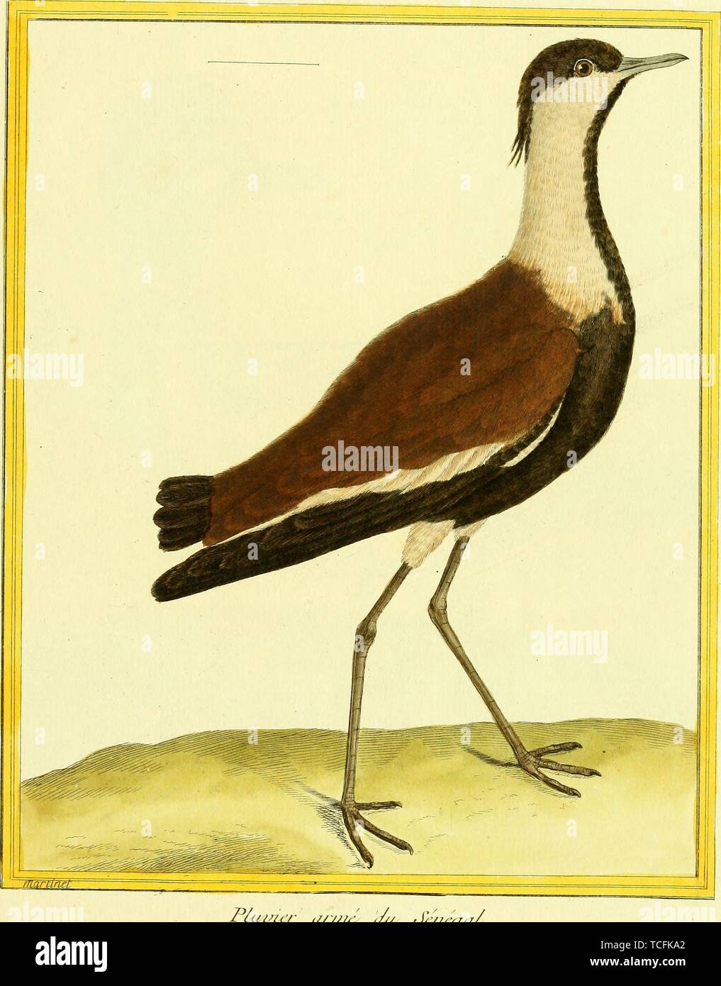 Dessin gravé du Sénégal Le vanneau sociable (Vanellus lugubris), du livre 'Planches enluminees Dhistoire naturelle' par François Nicolas, Louis Jean Marie Daubenton, et Edme-Louis Daubenton, 1765. Avec la permission de Internet Archive. () Banque D'Images