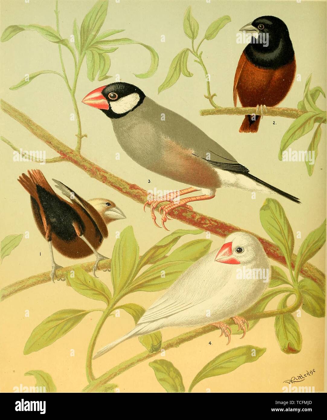 Dessins gravés des Canaries, érismature à tête noire, Finch Finch, Sparrow, Java et Java Sparrow blanc, du livre 'Le livre illustré des Canaries et des oiseaux de cage par Swaysland Blakston et en août 1878, Wiener. Avec la permission de Internet Archive. () Banque D'Images