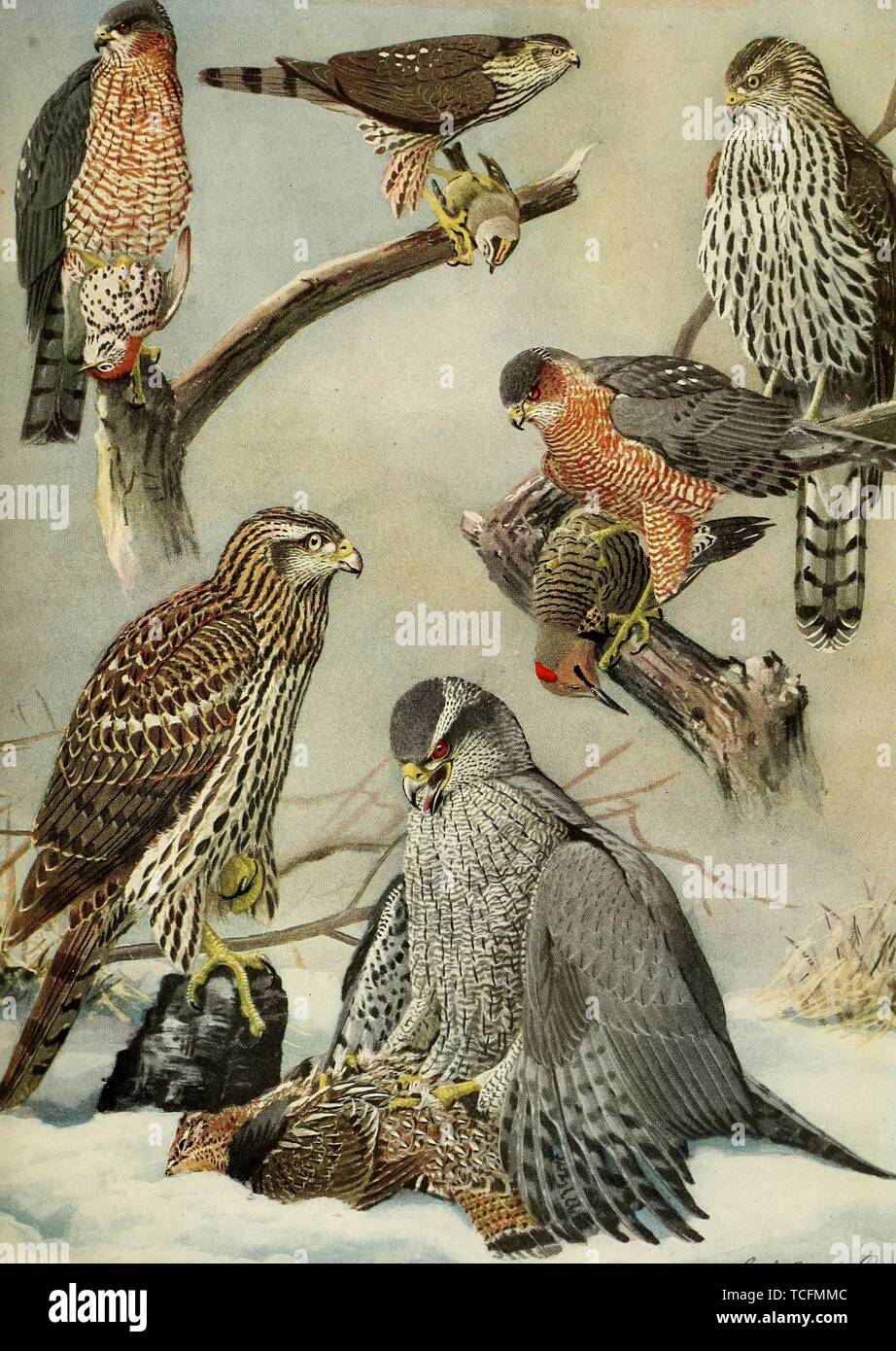 Dessins gravés de la buse, l'épervier brun (Accipiter striatus), l'Épervier de Cooper (Accipiter cooperii) et l'Autour des palombes (Accipiter gentilis), du livre "Les oiseaux de France et d'autres États de la Nouvelle-angleterre' par Edward Howe Forbush, 1925. Avec la permission de Internet Archive. () Banque D'Images