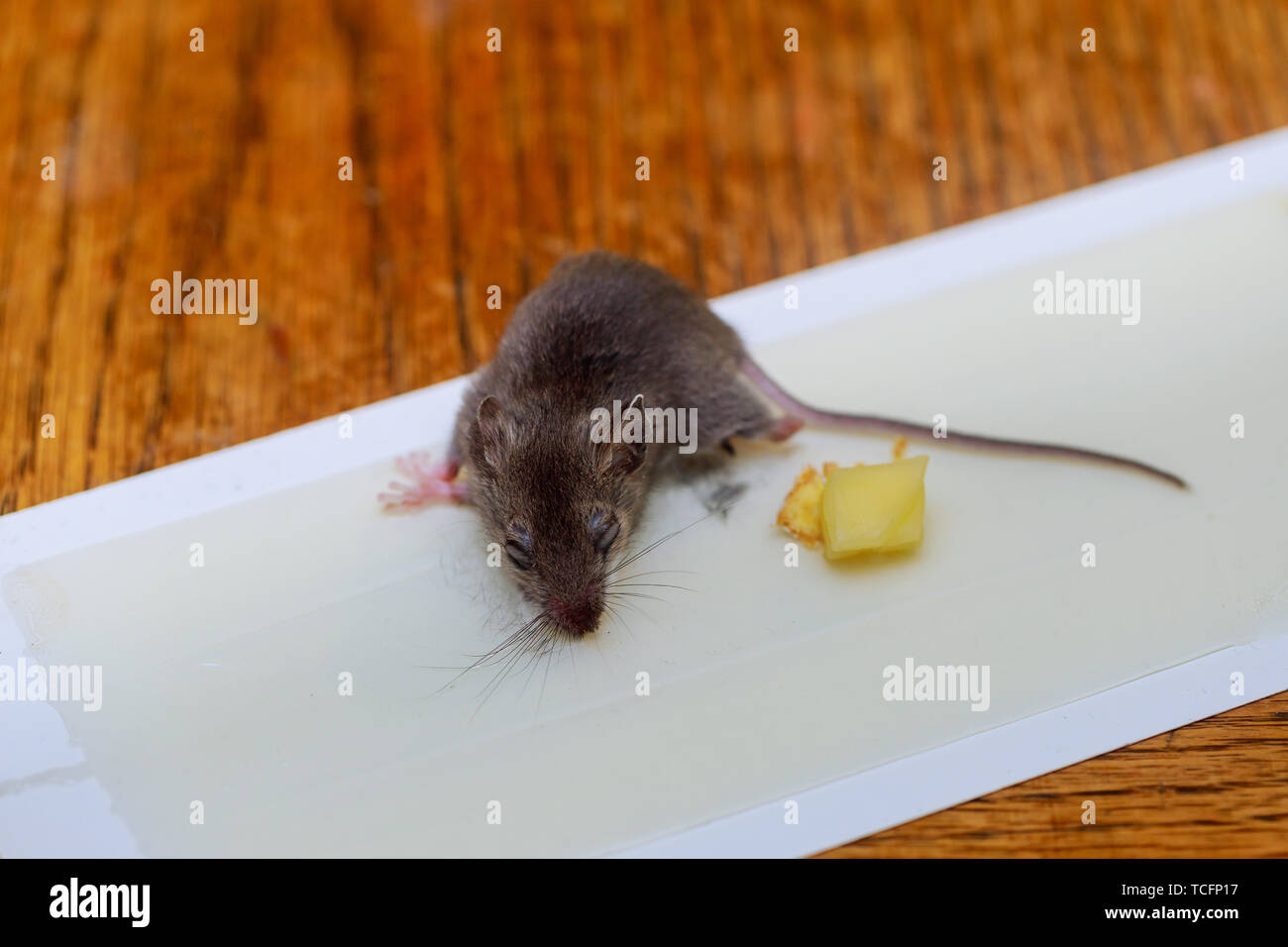 Rat mort collé à l'idée de plateau sur la table de bois mort de la souris Banque D'Images