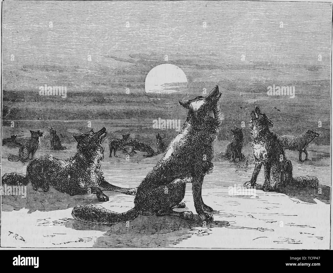 Gravure du pack coyote hurlant à la lune, du livre 'Le Pacific tourist' par Henry T. Williams, 1878. Avec la permission de Internet Archive. () Banque D'Images