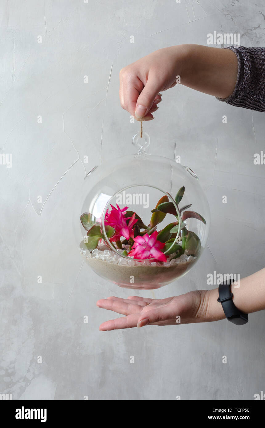 Women's Hands tenir un mini-jardin juteux dans un verre florarium contre un mur blanc Banque D'Images