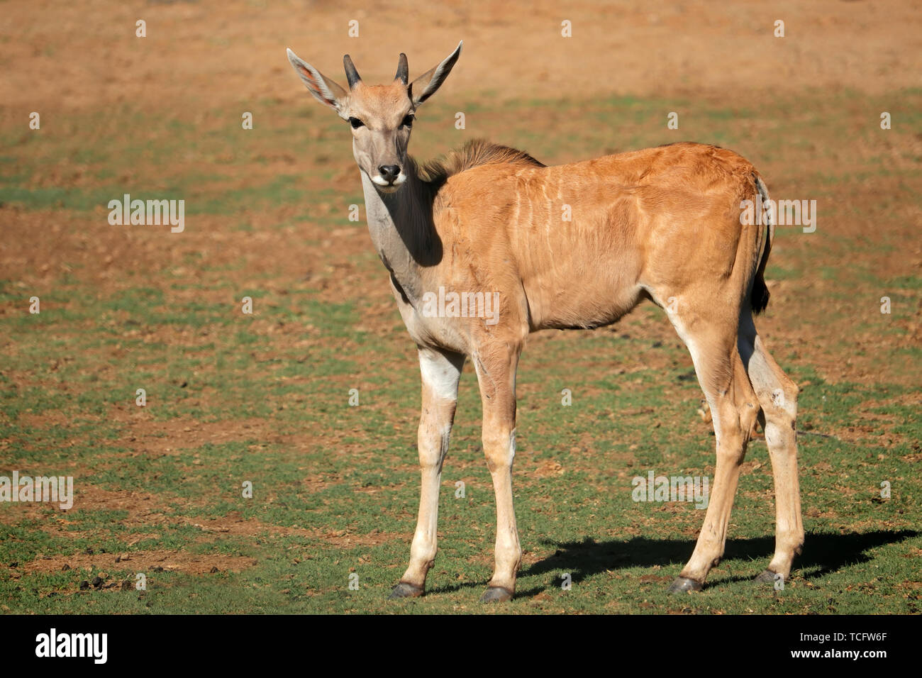 Les jeunes élands antilopes (Tragelaphus oryx) veau dans l'habitat naturel, l'Afrique du Sud Banque D'Images