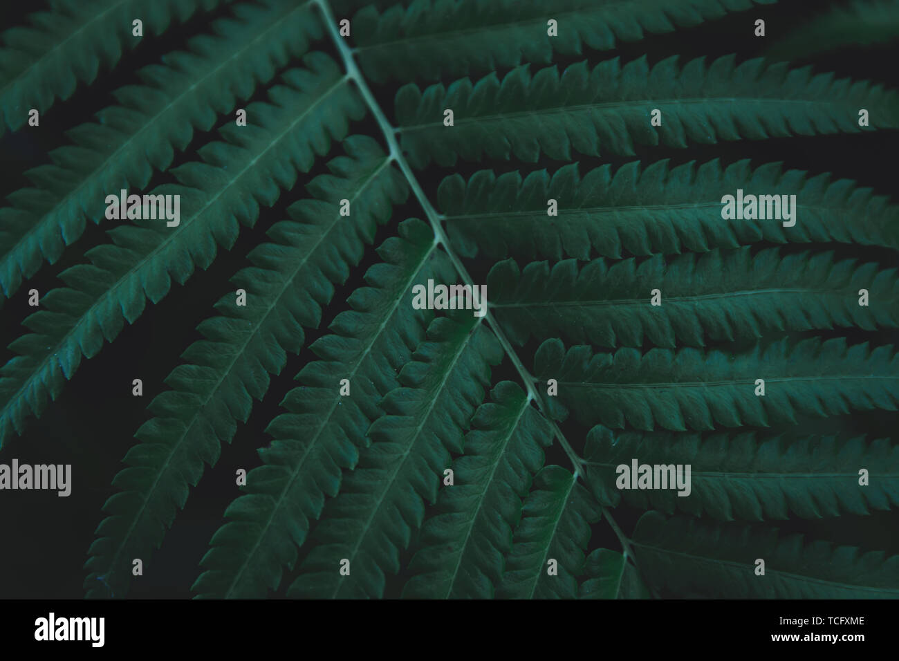 Feuilles de fougères vert motif de fond. Fougères feuilles nature vert foncé fond ton. Banque D'Images