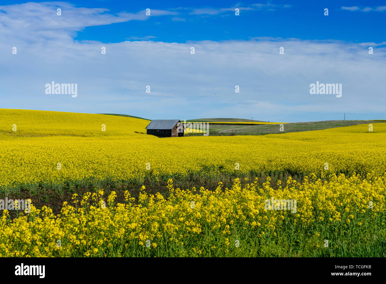 Un champ de colza en fleurs près de Pierce, New York, USA, Amérique latine. Banque D'Images