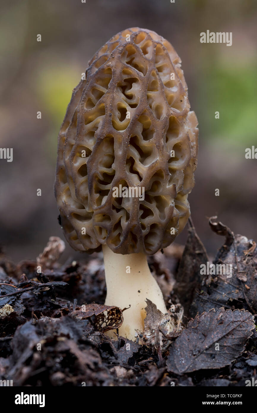 La morchella conica est une espèce de champignon comestible qui pousse dans la forêt Banque D'Images