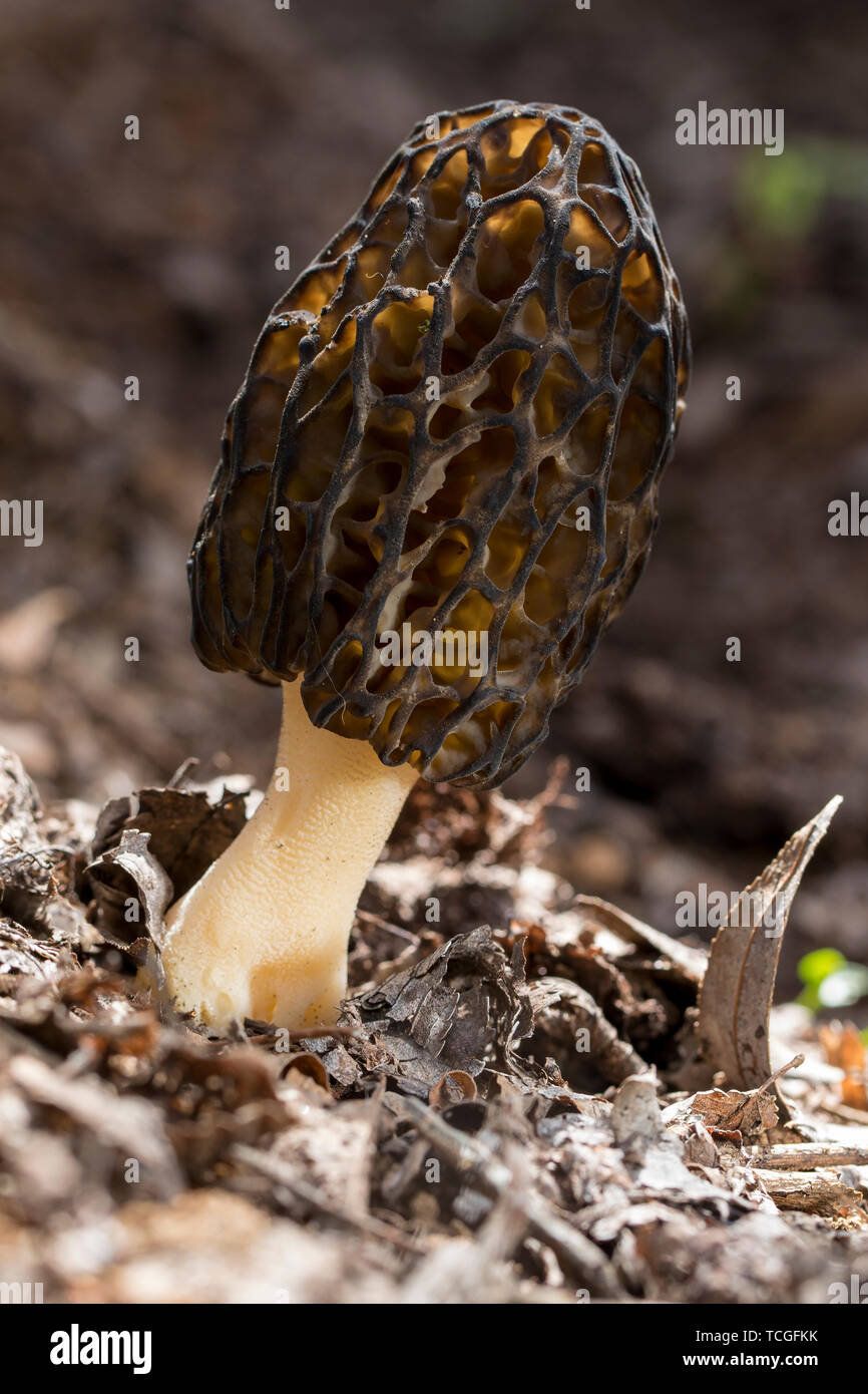 La morchella conica est une espèce de champignon comestible qui pousse dans la forêt Banque D'Images