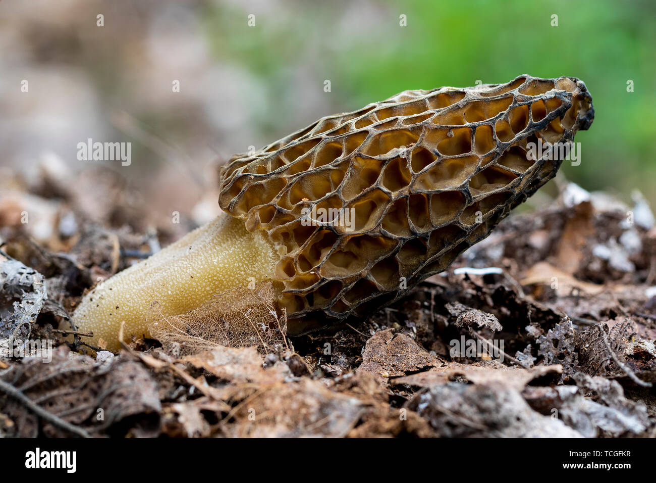 La morchella conica est une espèce de champignon comestible qui pousse dans la forêt Banque D'Images