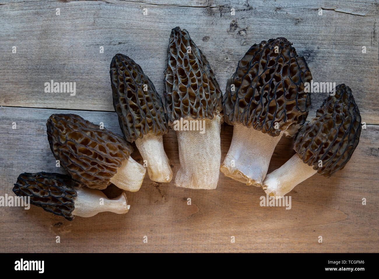 Morel (conique Morchella conica), de délicieux champignons comestibles, une délicatesse de champignons des forêts européennes. Banque D'Images