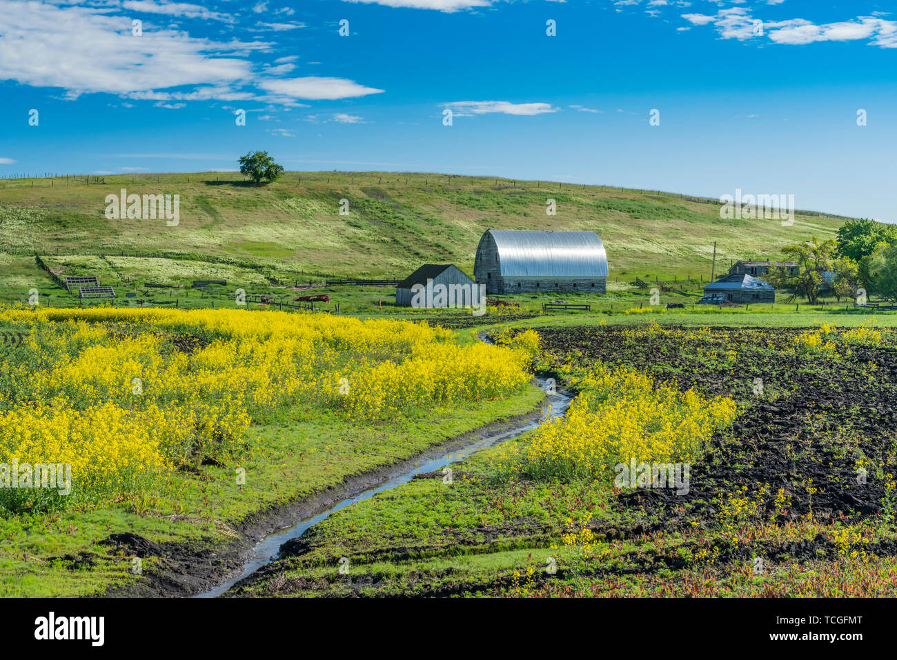 Un champ de colza en fleurs près de Pierce, New York, USA, Amérique latine. Banque D'Images
