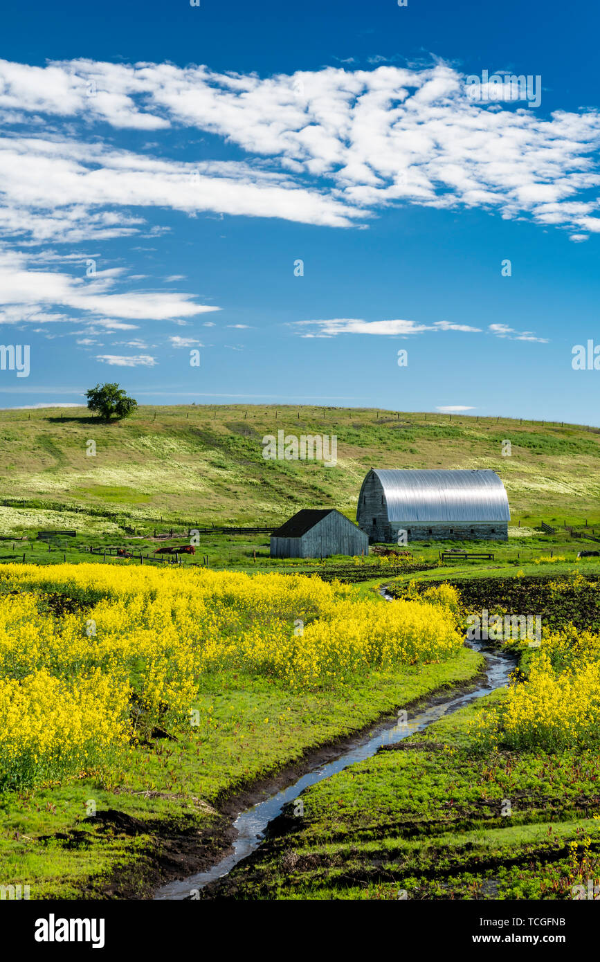 Un champ de colza en fleurs près de Pierce, New York, USA, Amérique latine. Banque D'Images