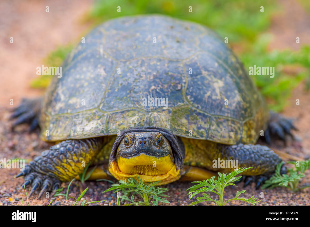 Tortue mouchetée à Crex Meadows de faune Banque D'Images