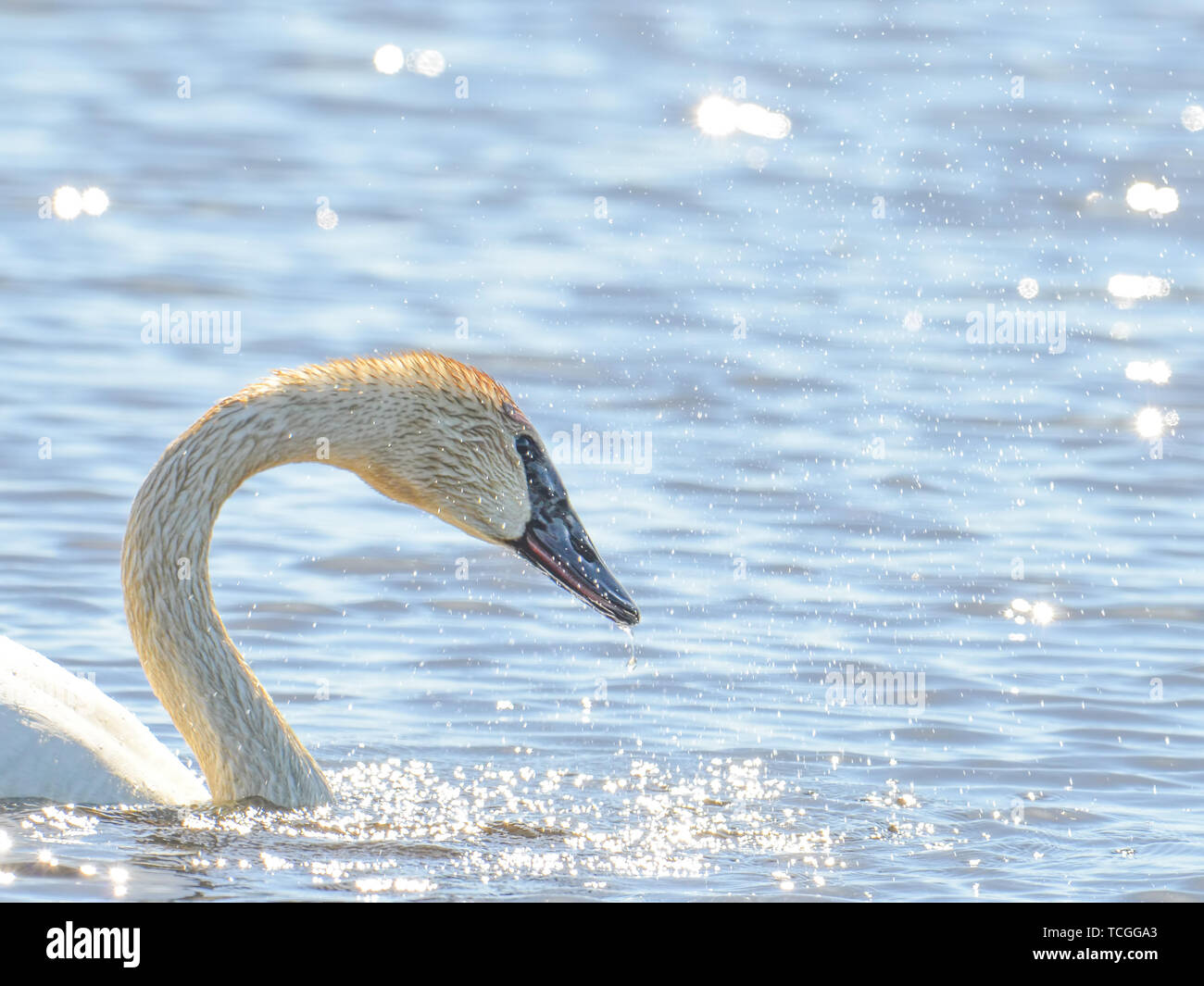 Le cygne shaking head et secouer l'eau qui miroite à la lumière - prises pendant les migrations de printemps à la Crex Meadows de faune dans la région de Ni Banque D'Images