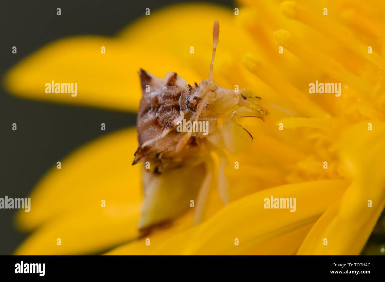 Gros plan sur l'embuscade dentelées bug une belle fleur jaune près de la rivière Minnesota Banque D'Images