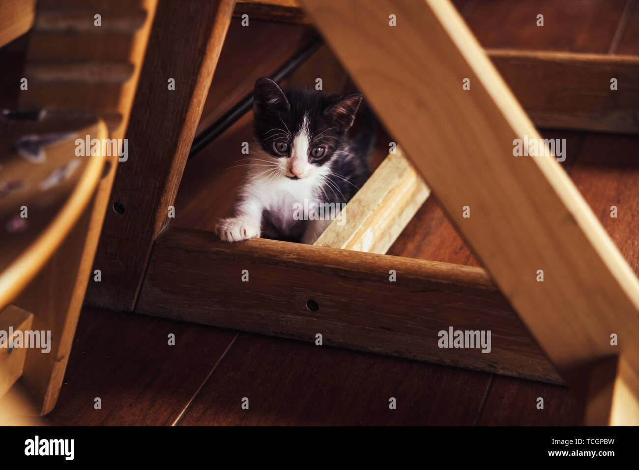 Chaton espiègle se cacher sous la table de la chambre. Banque D'Images