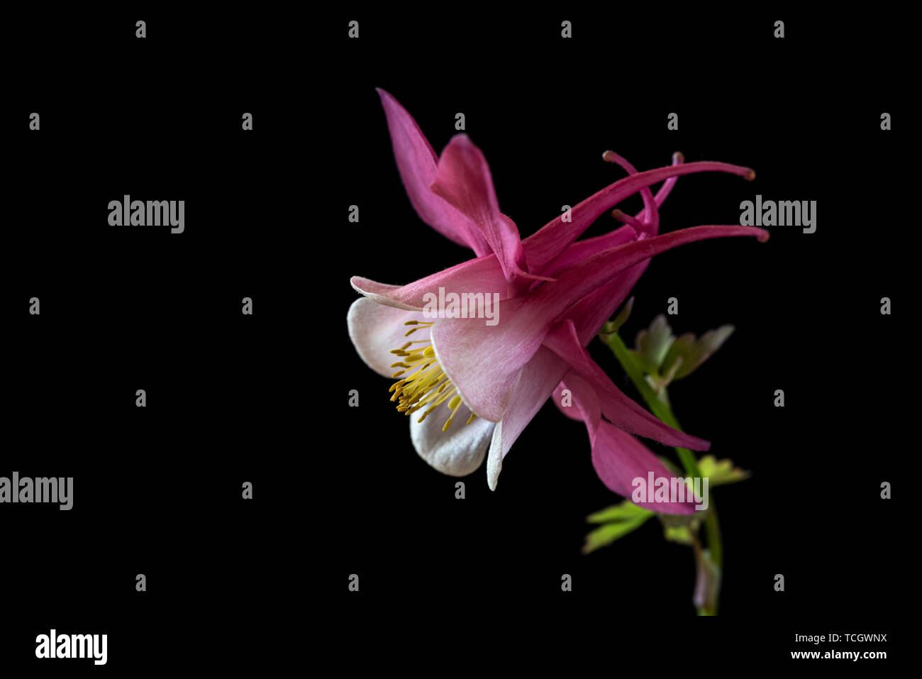 Aquilegia Spring Magic rose et blanc,magie,série printemps Ranunculaceae,clés des sciences de la vie faible, fond noir Banque D'Images