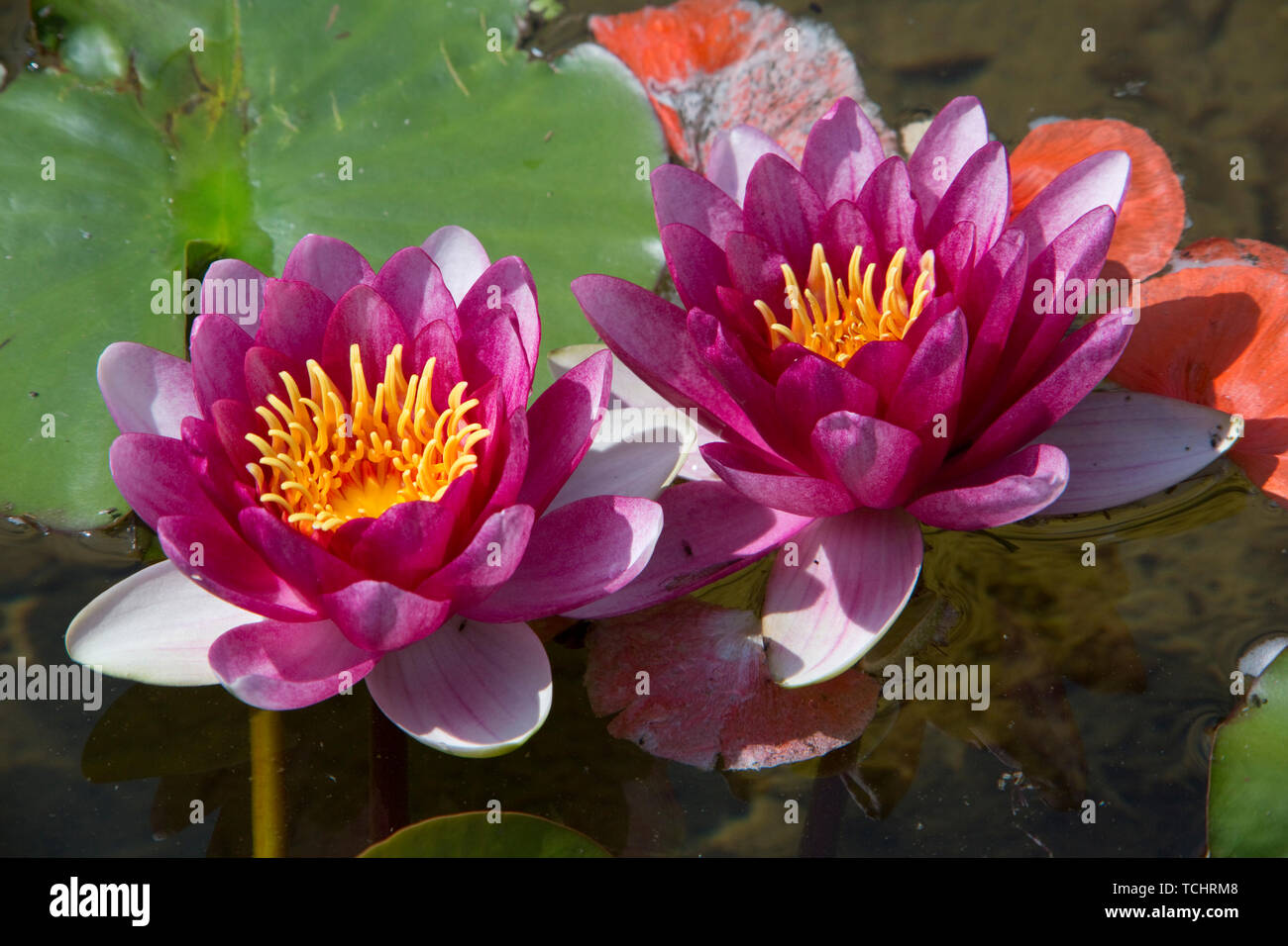 Rosa Seerose (Nymphea Hybride) und Teichfrosch (Pelophylax esculentus) Banque D'Images