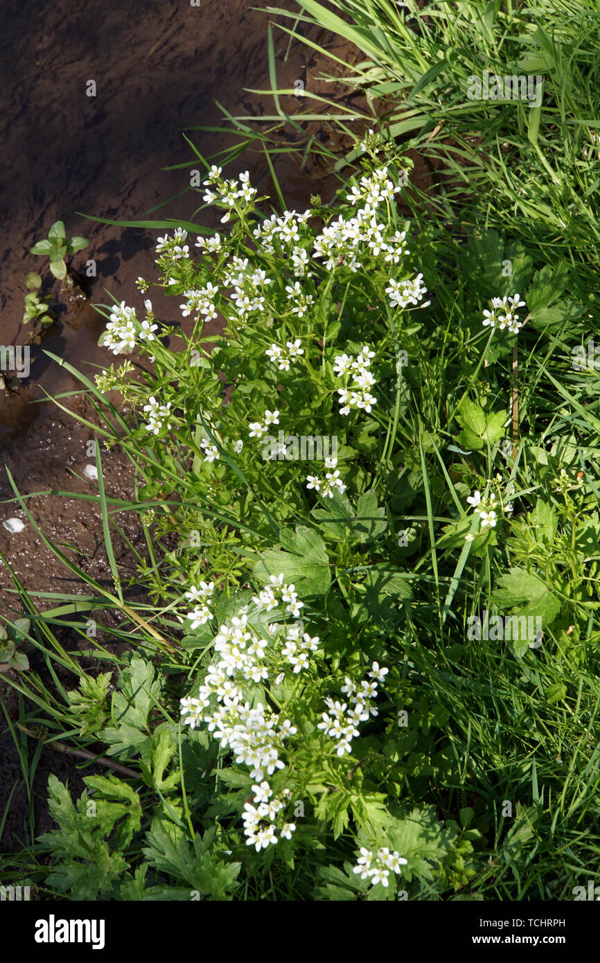 Schaumkraut Bitteres (Cardamine amara) Banque D'Images