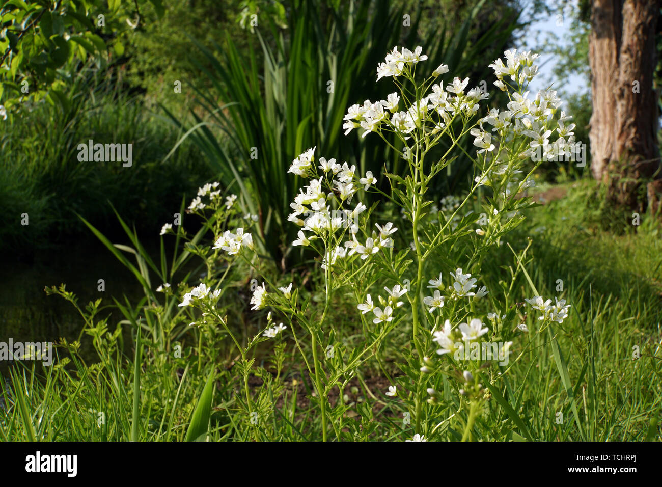 Schaumkraut Bitteres (Cardamine amara) Banque D'Images