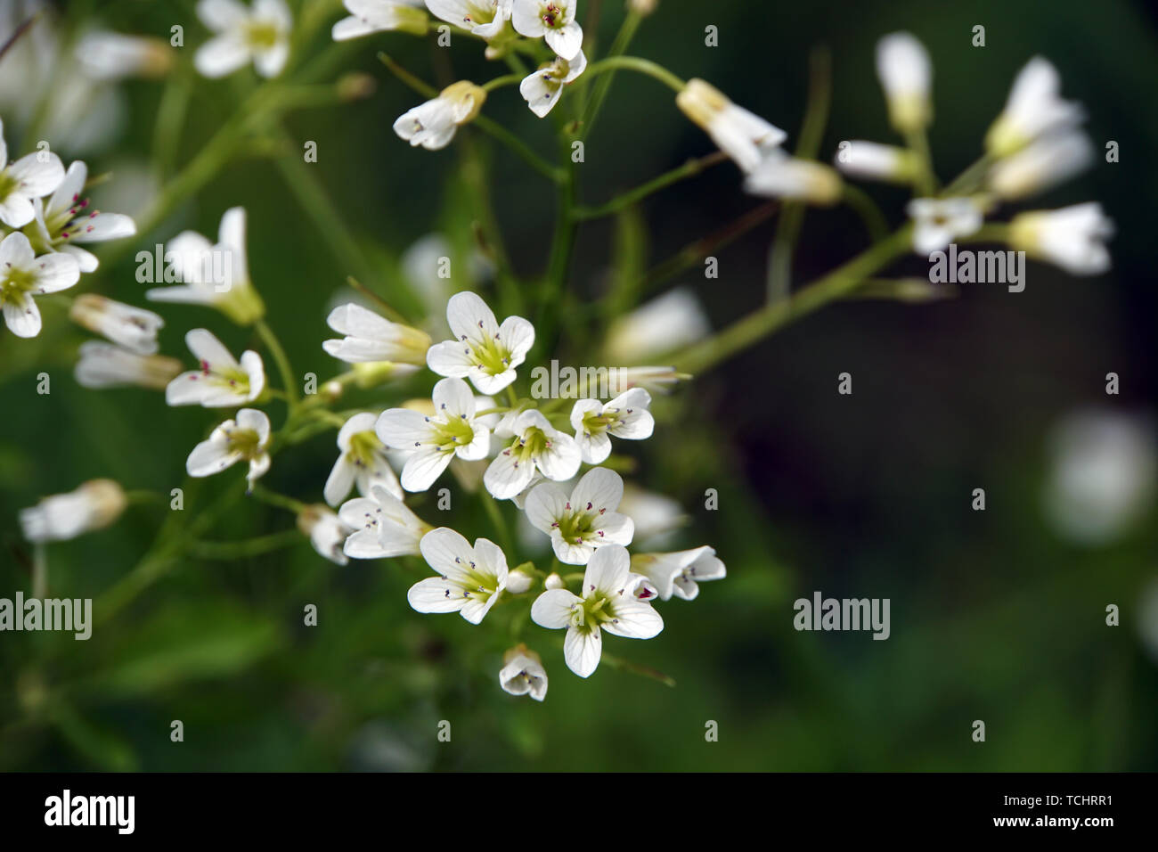Schaumkraut Bitteres (Cardamine amara) Banque D'Images