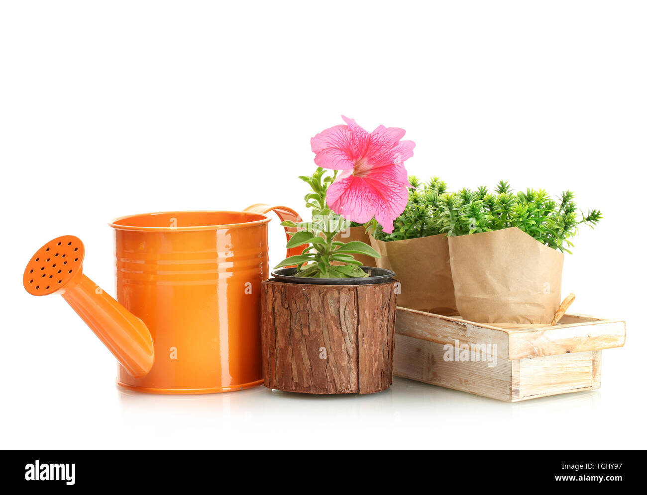 Arrosoir, fleurs et des plantes en pots isolated on white Banque D'Images