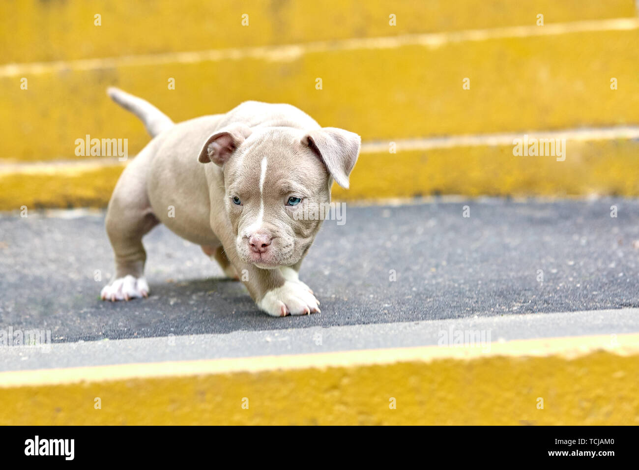 Un chiot mignon est de jouer sur les étapes. Concept des premières étapes de la vie, les animaux, une nouvelle génération. Chiot American Bully. Banque D'Images