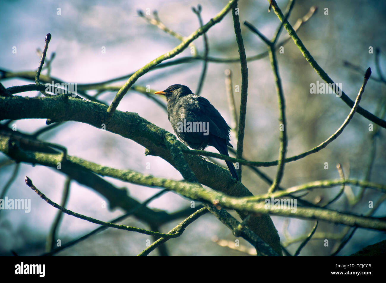 Blackbird sur une branche d'arbre Banque D'Images