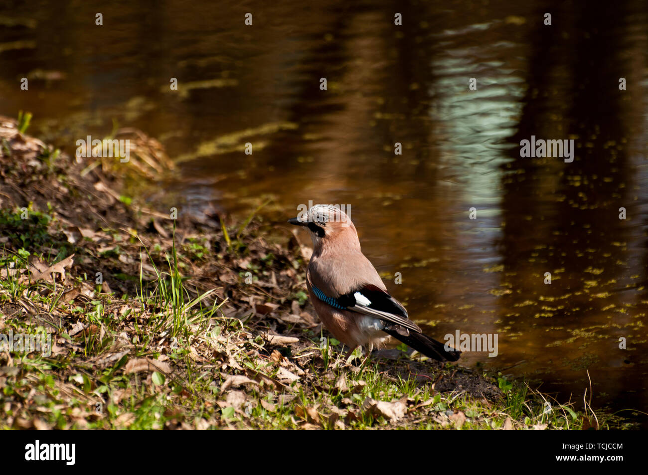 Eurasian Jay debout près d'une rivière Banque D'Images