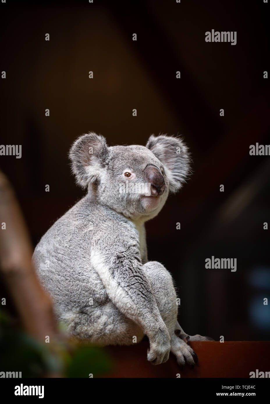 Un portrait image de koala sauvages assis sur un arbre Banque D'Images