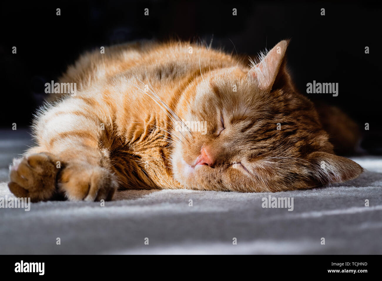 Chat dormant sur le sol dans la lumière du soleil Banque D'Images