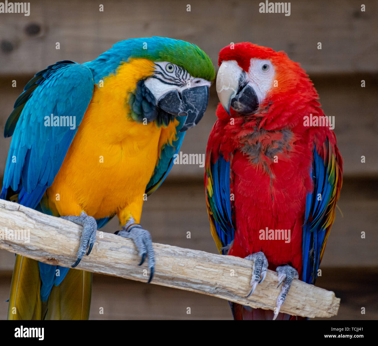 Scarlet Macaw et bleu et jaune, perroquets colorés à longue queue oiseaux exotiques close up Banque D'Images