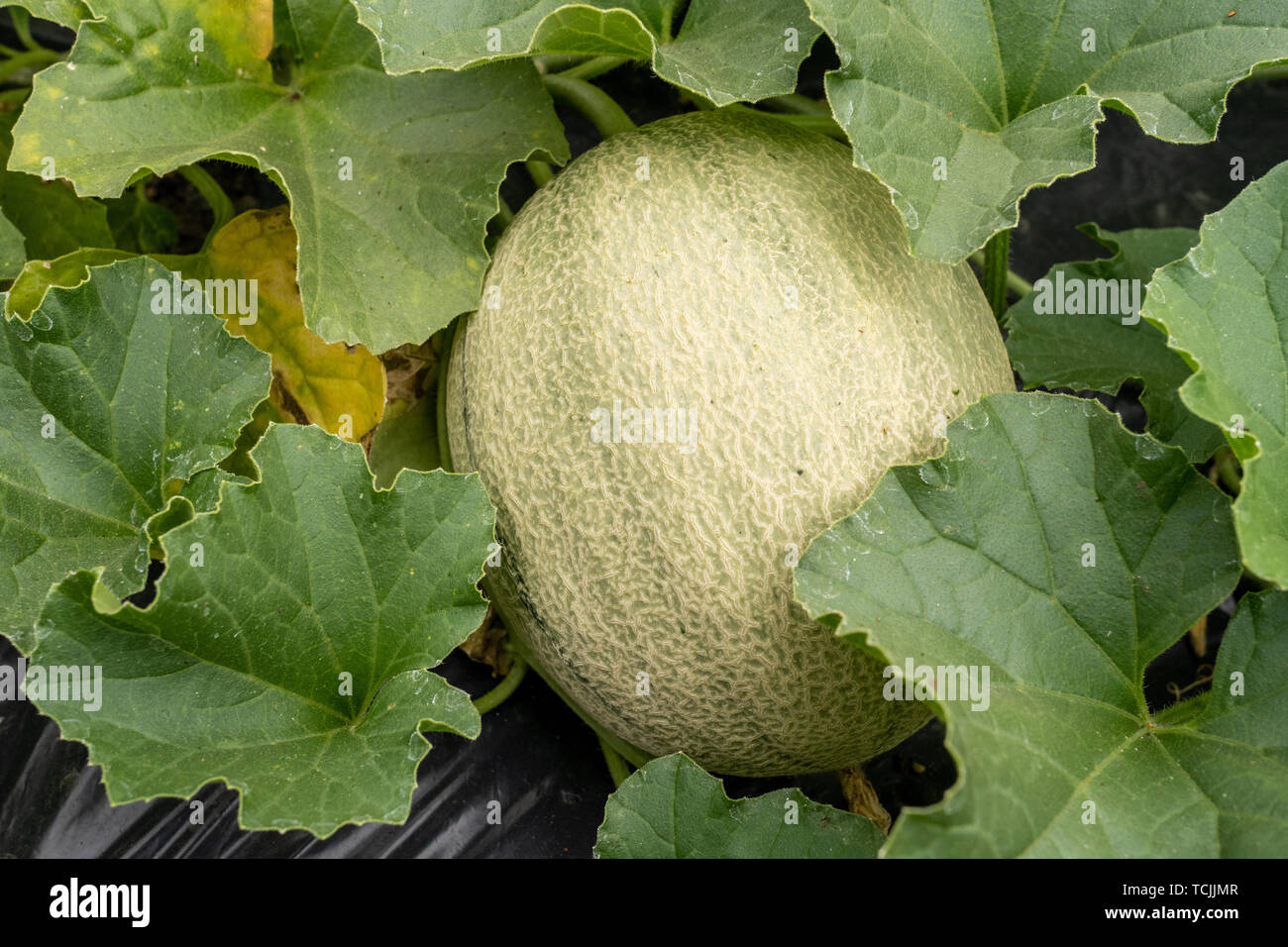 Bellevue, Washington, USA. Melon d'Athena sur la vigne. Banque D'Images