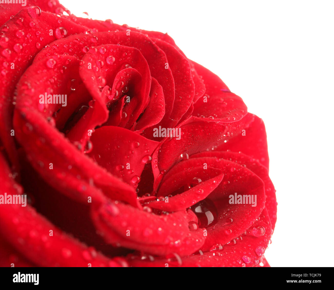 Rose rouge isolated on white Banque D'Images